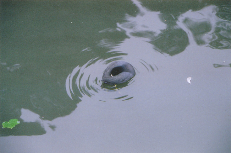 Беспокойный сон (Kensington gardens, Лондон 2005)