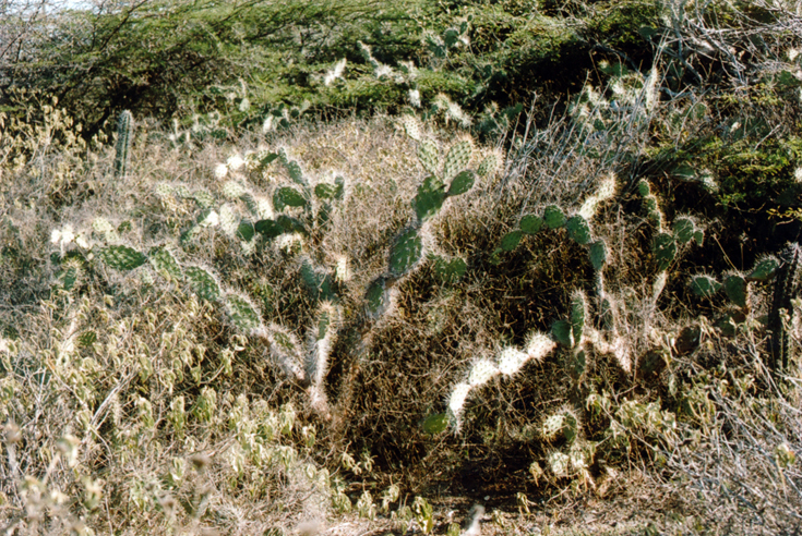 Гирлянды. Остров Кюрасао (типичная флора), лето 2012