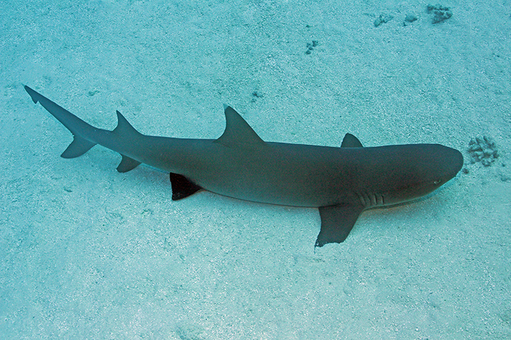 Белоперая акула, атолл Факарава