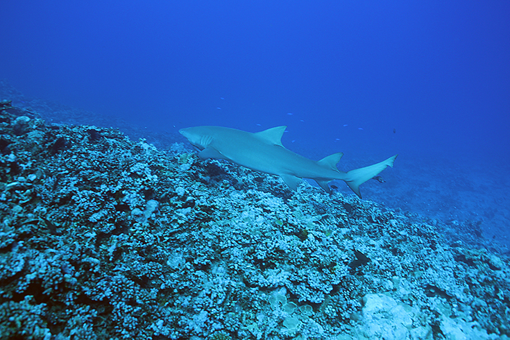 Лимонная акула, остров Муреа