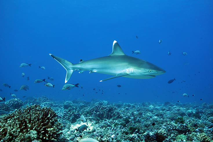 Silvertip Shark, Таити