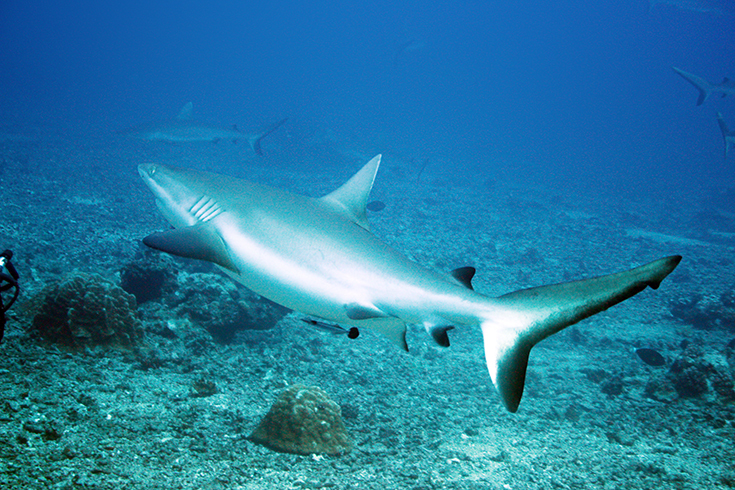В гостях. Walley blanche Лимонная акула (Requin citron/ Lemon Shark [n. s. Negaprion acutidens])Подводные учебные фотосессии. Таити - Туамоту