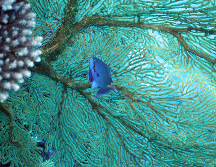 Коралл, рыба-цирюльник, горгония (Новая Каледония, залив Poindimie, сайт Barjibanti)