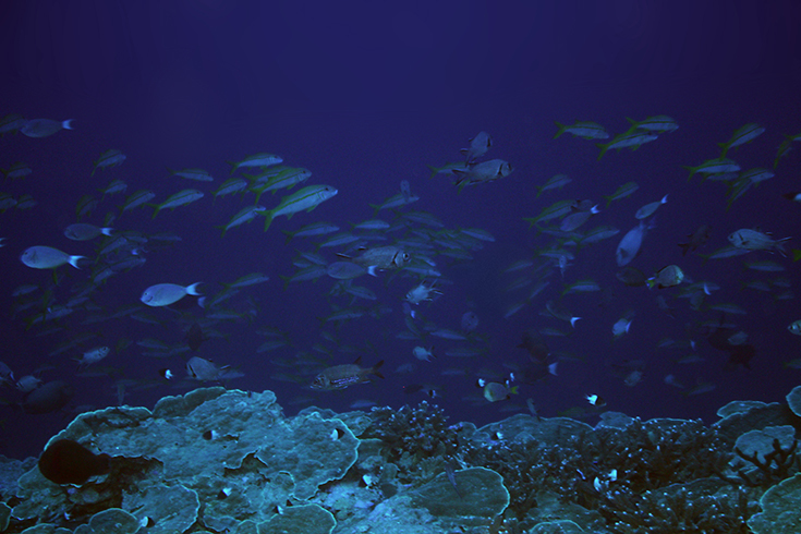 Риф на глубине около 40 метров