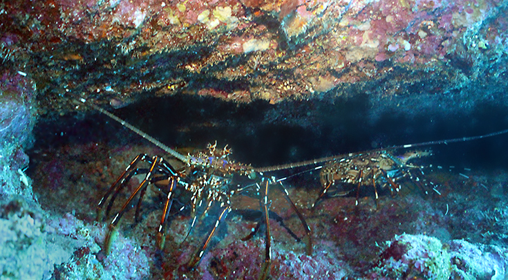 Гигантские лангусты в щели. Подводные фотографии, остров Реюньон