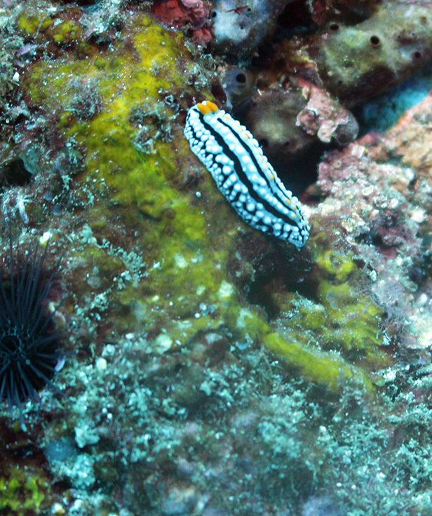 В ГОСТЯХ Подводные учебные фотосессии. Остров Реюньон, январь 2015
