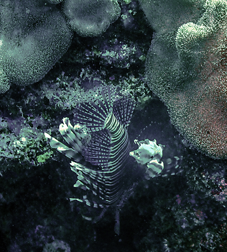 Подводная фотосъемка, остров Реюньон