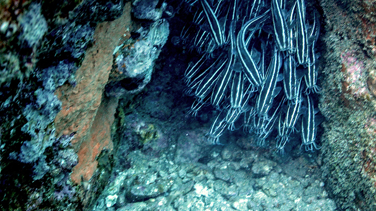Подводная фотосъемка. Остров Реюньон, январь 2015