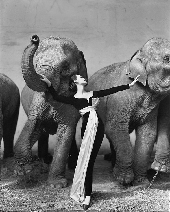Ричард Аведон. Довима со слонами. Съемка для Dior, Париж, 1955