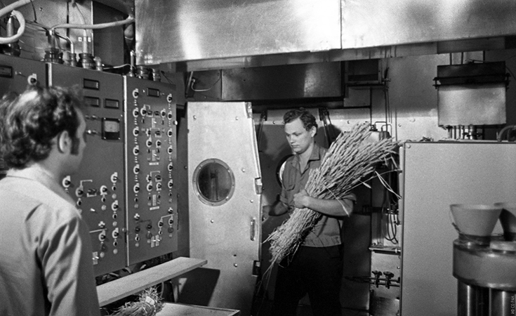Петров Н.И. (справа) и Терских В.В. в установке «БИОС-3» с собранным урожаем пшеницы. Готовят обмолот в специально сконструированной для этого эксперимента мельнице, фото 1973 года.