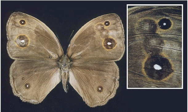 В работе, выполненной в лаборатории Лейденского университета (Нидерланды), португальская художница Марта ди Минизиш в составе целой группы ученых-биологов создала ряд бабочек с несуществующими в природе узорами на крыльях.